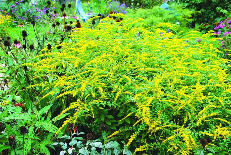 Add a bit of gold to the garden